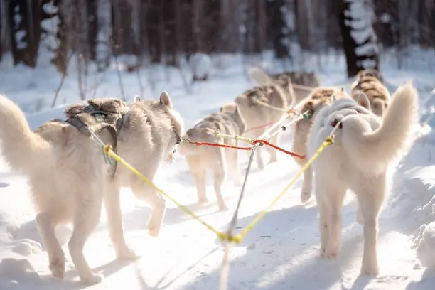 Đàn chó husky kéo xe