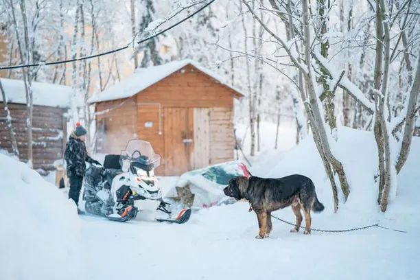 Trại chó kéo và nhà gỗ trong rừng