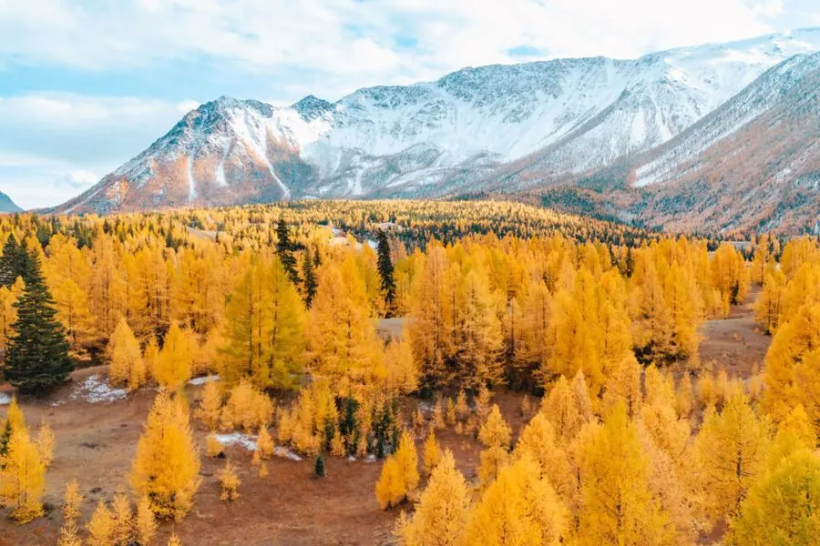 Mùa lá vàng Altai